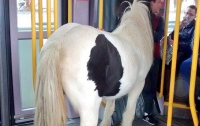 Ирландская лошадь решила прокатиться в трамвае (ФОТО) 
