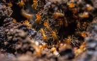 Китайская таможня нашла муравейник в багаже пассажира из Эфиопии