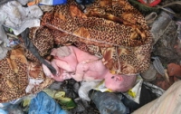 В Самборе малолетняя мать выбросила новорожденного в мусорник