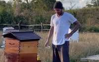 Дэвид Бекхэм занялся пчеловодством и показал 