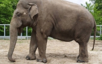 Из-за Киевской власти жители столицы увидят слонов лишь в следующем году