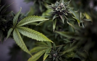 Ученые открыли удивительное свойство марихуаны
