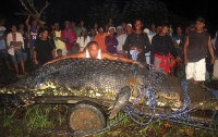 На Филиппинах поймали самого большого крокодила (ФОТО, ВИДЕО)
