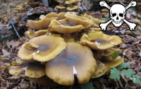 На Луганщине пять человек отравились грибами