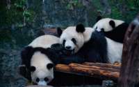 Дипломатия панд: КНР заберет всех своих медведей из зоопарков США