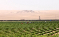 Китайцы умудрились собрать урожай в пустыне (видео)