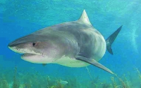 68-летний подводный охотник стал жертвой акулы