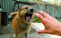 Неуловимая полтавская бродячая собака покусала 47 человек