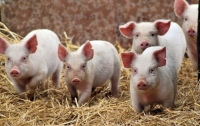 В Украине продолжают дешеветь свиньи
