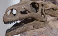 В Австралії  знайшли череп динозавра віком майже 100 млн років (фото)