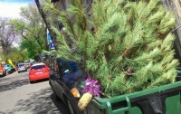 Накануне Пасхи одессит решился выбросить новогоднюю елку