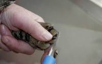 Власти штата Нью-Йорк запретили удалять кошкам когти