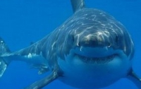 Акулы-людоеды терроризируют жителей Приморья