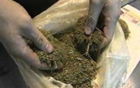 У жителя Закарпатья изъяли 2 кило марихуаны