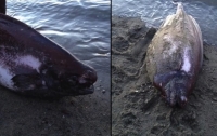 У берегов Аляски выловили редкую рыбу-тряпку (ВИДЕО)