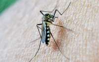 В Кировоградской области обнаружена малярия