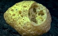 Американские ученые нашли неизвестных морских существ (видео)