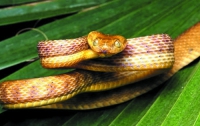 На Гуам для борьбы со змеями будут сбрасывать мышей с парашютами