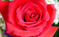 Эквадор наладил поставку съедобных роз