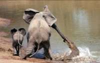 Слониха затоптала крокодила, который пытался отобедать слоненком (видео)