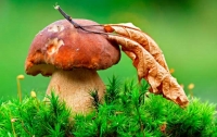 Во Францию из России завезли грибы, зараженные радиацией