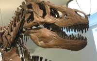 Ученые измерили силу укуса тираннозавра