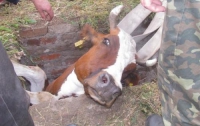 Спасатели вытащили упавшую в колодец корову 