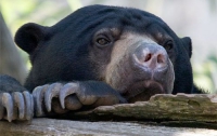 В Киевском зоопарке наметилась очередная потеря