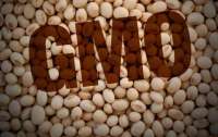 Украинцев хотят травить ГМО! В страну ввезут 50 тысяч тонн генно-модифицированной сои