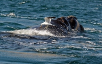Чайки начали поедать детенышей китов живьем