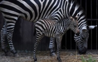 Разъяренная зебра атаковала сотрудника зоопарка (ВИДЕО)