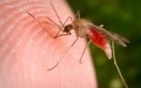 Треть лекарств от малярии по всему миру - поддельные