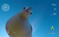 Фотограф нашел видеокамеру, украденную чайкой полгода назад (видео)