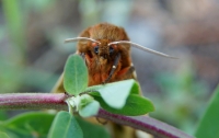 Ученые показали фото ядовитой мохнатой бабочки из Чернобыля