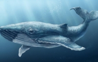 Древние киты были опасными хищниками – ученые