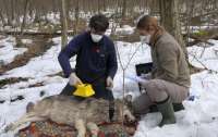 Чорнобильські вовки виробили імунітет до раку, – вчені