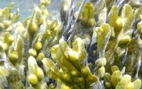 Биологи обнаружили новый вид водорослей-убийц