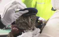 В Японии кошка на один день стала начальником отделения полиции