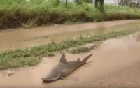 В Австралии ураган вынес акулу на проезжую часть (видео)