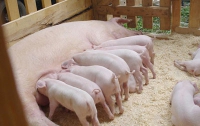 Украинцы будут массово выращивать свиней на экспорт