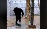 У зоопарку Талліна шимпанзе скористалась забутою мітлою і помила підлогу та вікна у своєму вольєрі (ВІДЕО)