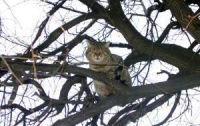 В Киеве кот спрятался от собак на дереве и два дня не мог с него слезть 