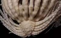 Вчені виявили морську істоту з 20-ма руками (фото)