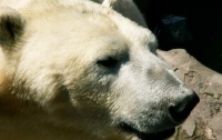 В Норвегии белый медведь разорвал группу туристов