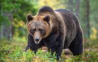 Медведь погиб от рук российского боксера