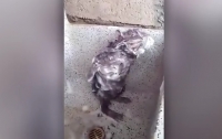 Грызун научился принимать водные процедуры с пеной (ВИДЕО)