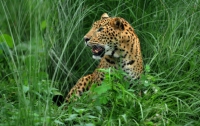 Леопард-рекордсмен съел 15 человек