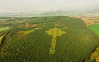 На севере Ирландии обнаружили огромный кельтский крест из деревьев (ВИДЕО)