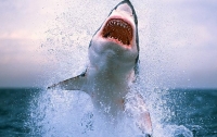 Трехметровая акула вытащила рыбака из лодки