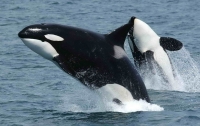 В США косатки быстро разоблачили фокусы дрессировщиков (видео)